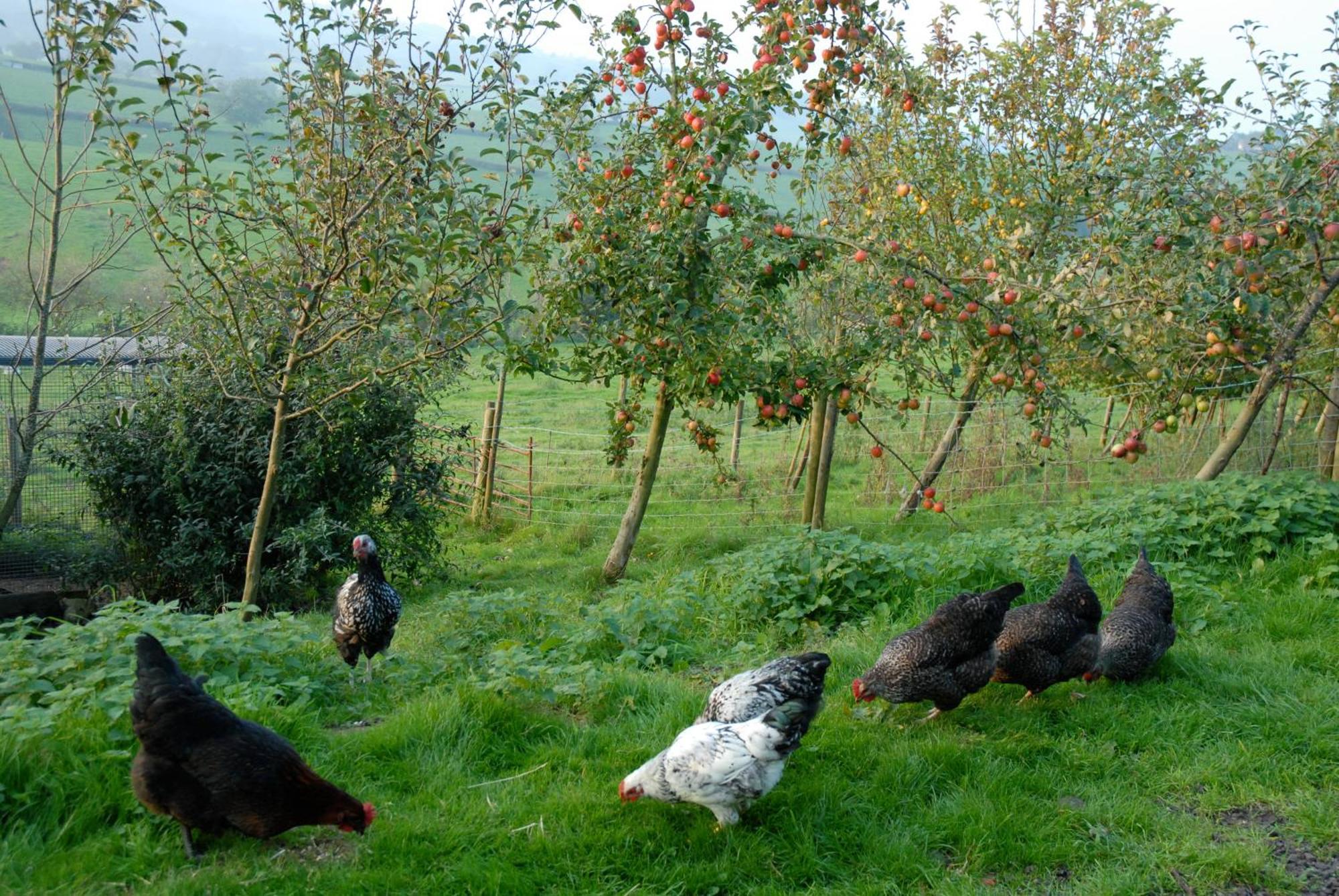Penzion T'S At Lower Rudloe Farm Corsham Exteriér fotografie